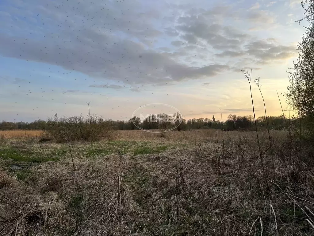 Участок в Калининградская область, Калининград Золотой Петушок ДНТ,  ... - Фото 1