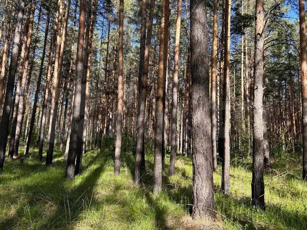 Участок 1,1 га (СНТ, ДНП) - Фото 0
