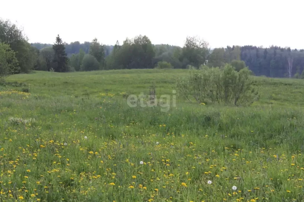 Участок в Вологодская область, Белозерский муниципальный округ, ... - Фото 1