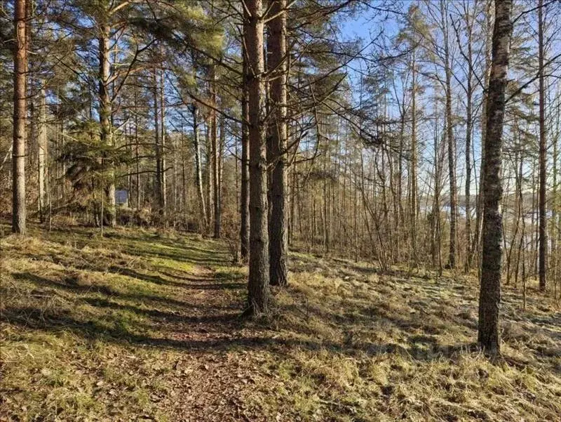 Участок в Ленинградская область, Лужский район, Толмачевское городское ... - Фото 2