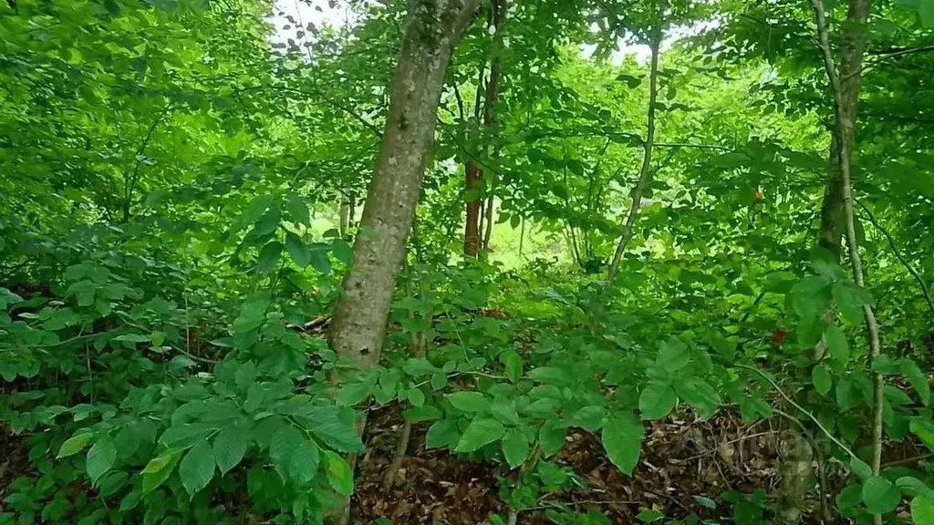 Участок в Краснодарский край, Туапсинский муниципальный округ, с. ... - Фото 2