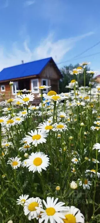 Дом в Тюменская область, Тюменский муниципальный округ, Боровое ПСО ... - Фото 2