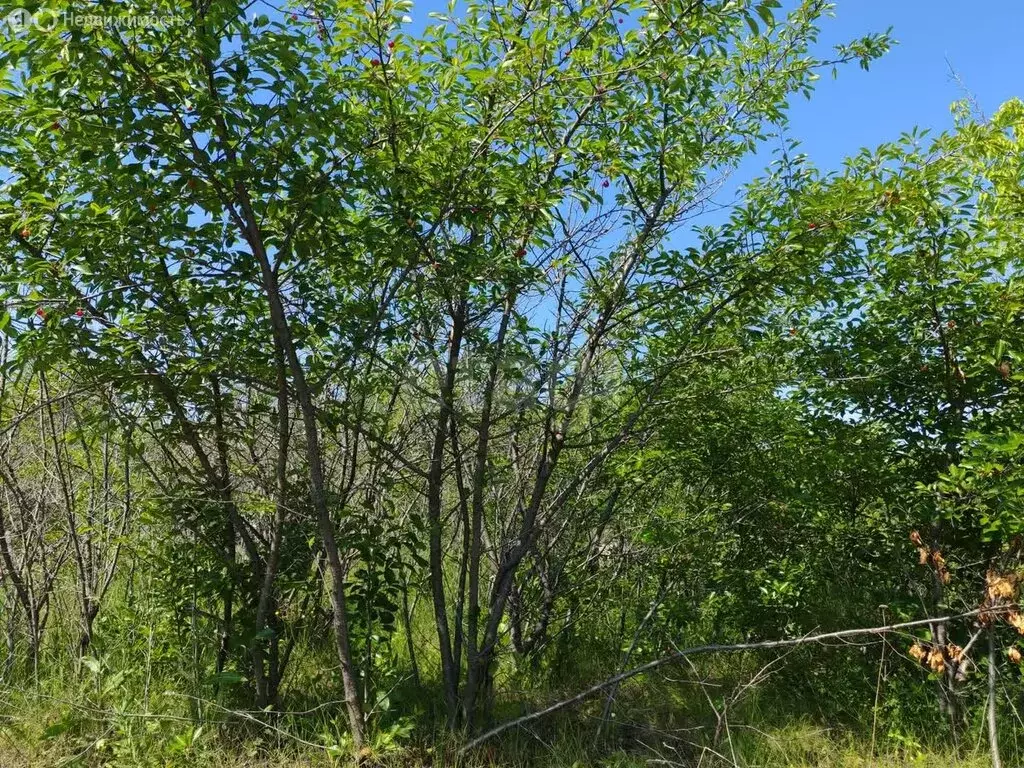 Участок в Борисоглебск, СНТ Надежда-3 (10 м) - Фото 1