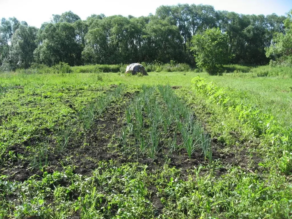 Дом в Рязанская область, Александро-Невский район, Борисовское с/пос, ... - Фото 2