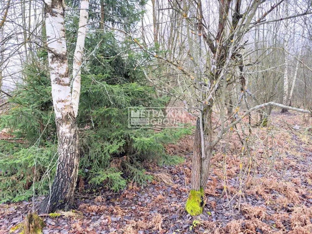 Участок в Московская область, Щелково городской округ, Орловские ... - Фото 1