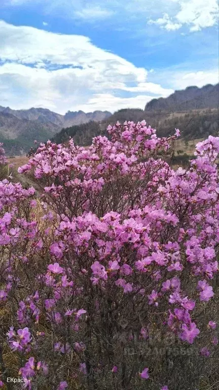 Участок в Алтай, Майминский район, Манжерокское с/пос, с. Озерное ул. ... - Фото 2