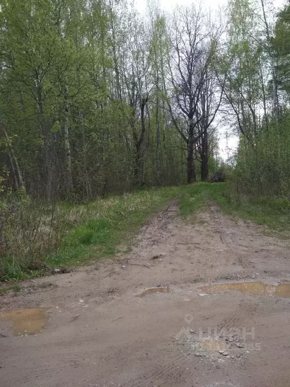 Участок в Новгородская область, Новгородский район, Савинское с/пос, ... - Фото 1