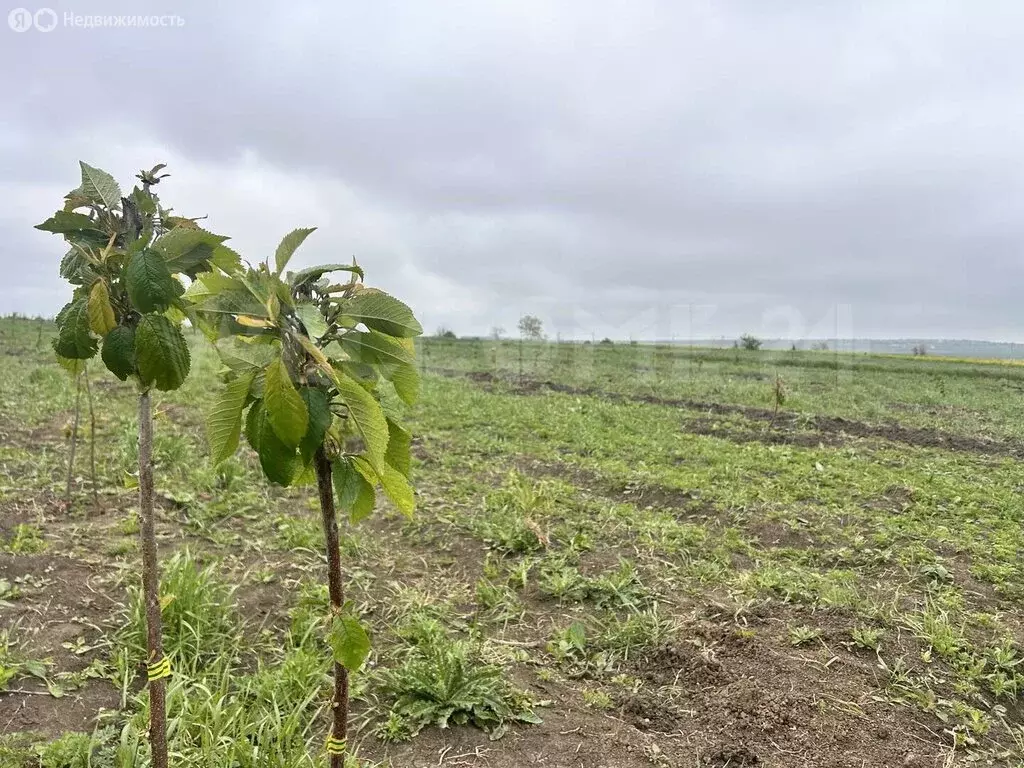 Участок в село Цибанобалка, Заречная улица (5.1 м) - Фото 1