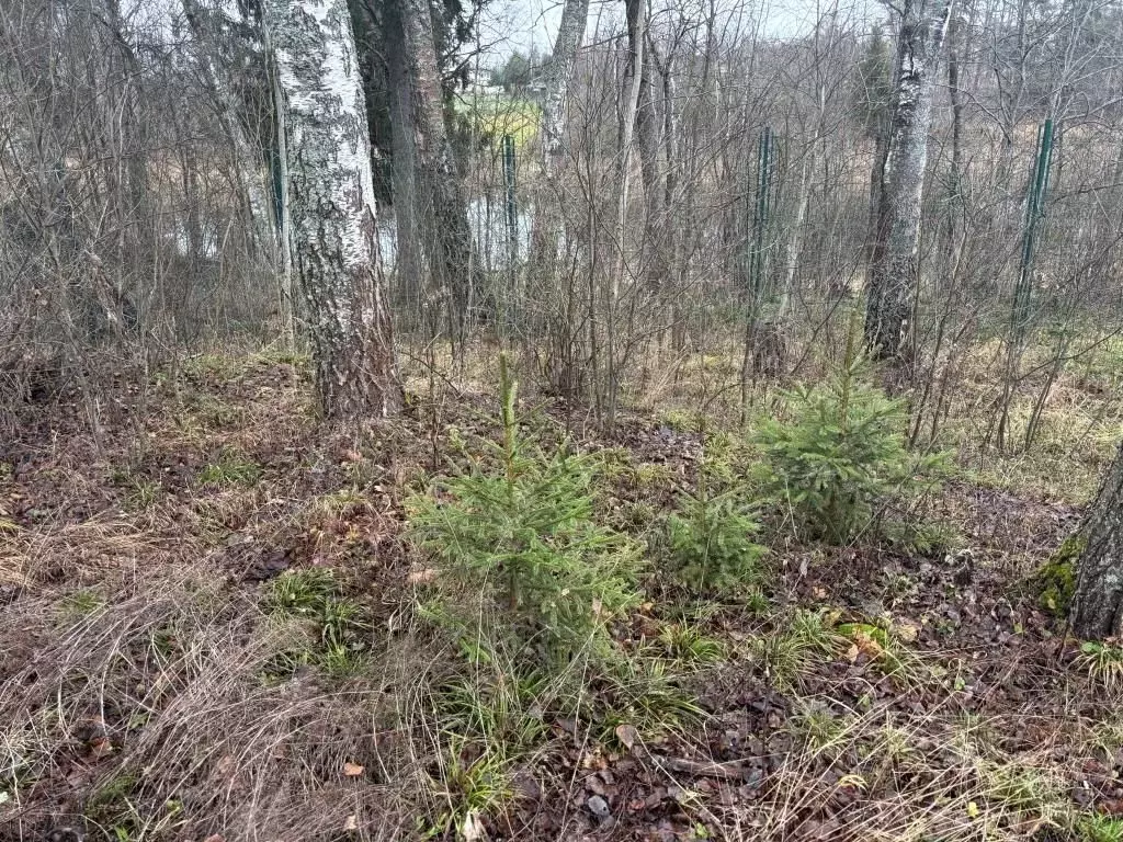 Участок в Московская область, Солнечногорск городской округ, д. ... - Фото 1