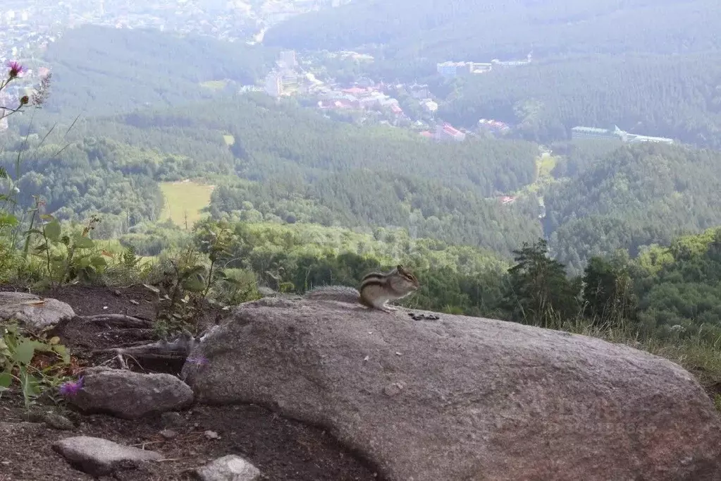 Участок в Алтайский край, Белокуриха Центральная ул. (15.2 сот.) - Фото 0