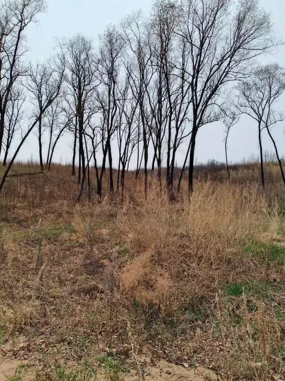 Участок в Амурская область, Благовещенск Игнатьевское ш. (10.28 сот.) - Фото 1