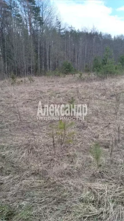 Участок в Новгородская область, Валдайский район, Яжелбицкое с/пос, д. ... - Фото 0