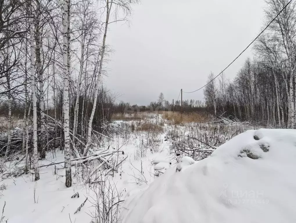 Участок в Тюменская область, Тюмень Садовое товарищество Липовый ... - Фото 1