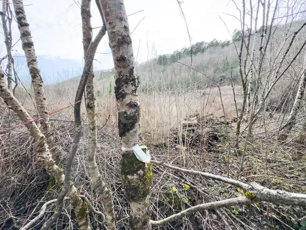 Участок в Краснодарский край, Геленджик городской округ, с. ... - Фото 2