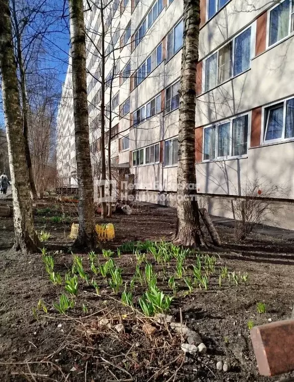 Комната Санкт-Петербург ул. Ольги Форш, 17К1 (17.7 м) - Фото 1