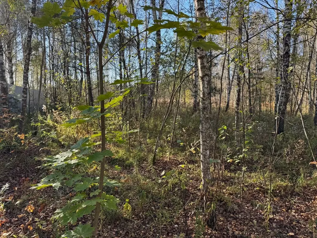 Участок в Московская область, Богородский городской округ, д. Пашуково ... - Фото 1
