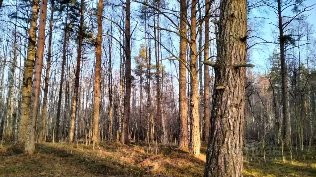 Участок в Ленинградская область, Приозерский район, Ларионовское ... - Фото 1