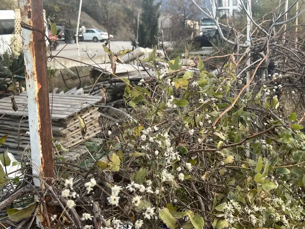 Участок в Крым, Ялта  (9.0 сот.) - Фото 2