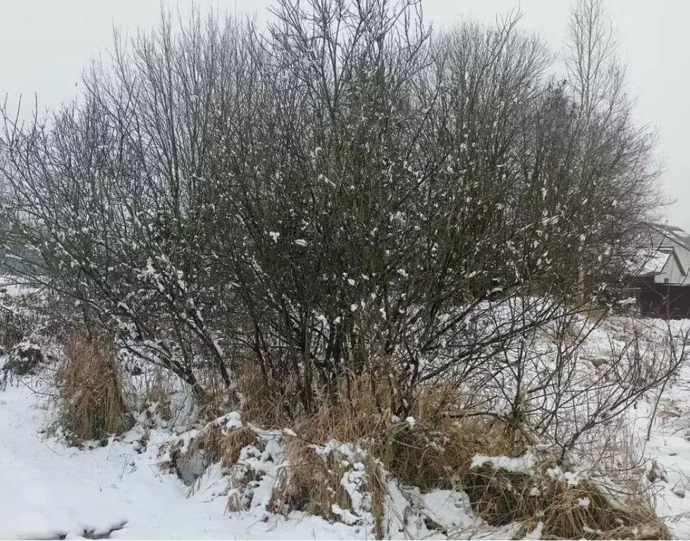 Участок в Московская область, Дмитровский муниципальный округ, с. ... - Фото 0