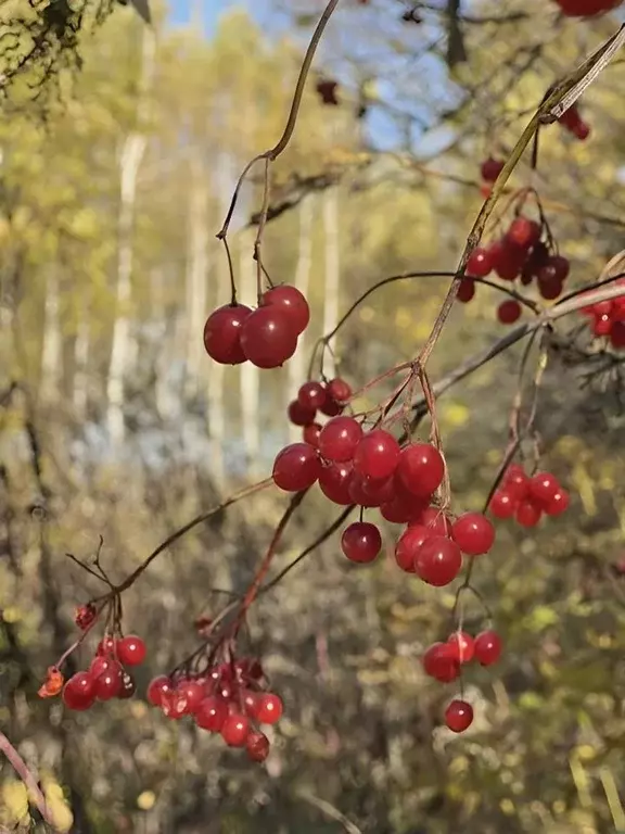 Участок в Тульская область, Ясногорский район, Иваньковское с/пос  ... - Фото 1