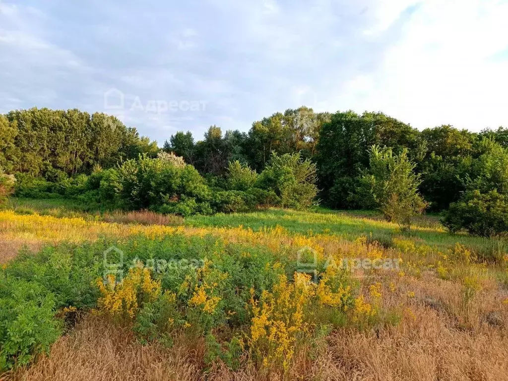 Участок в Волгоградская область, Среднеахтубинский район, Куйбышевское ... - Фото 2