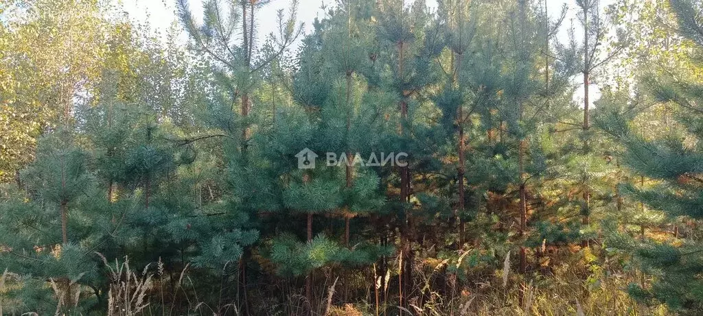 Участок в Владимирская область, Судогодский муниципальный округ, ... - Фото 2