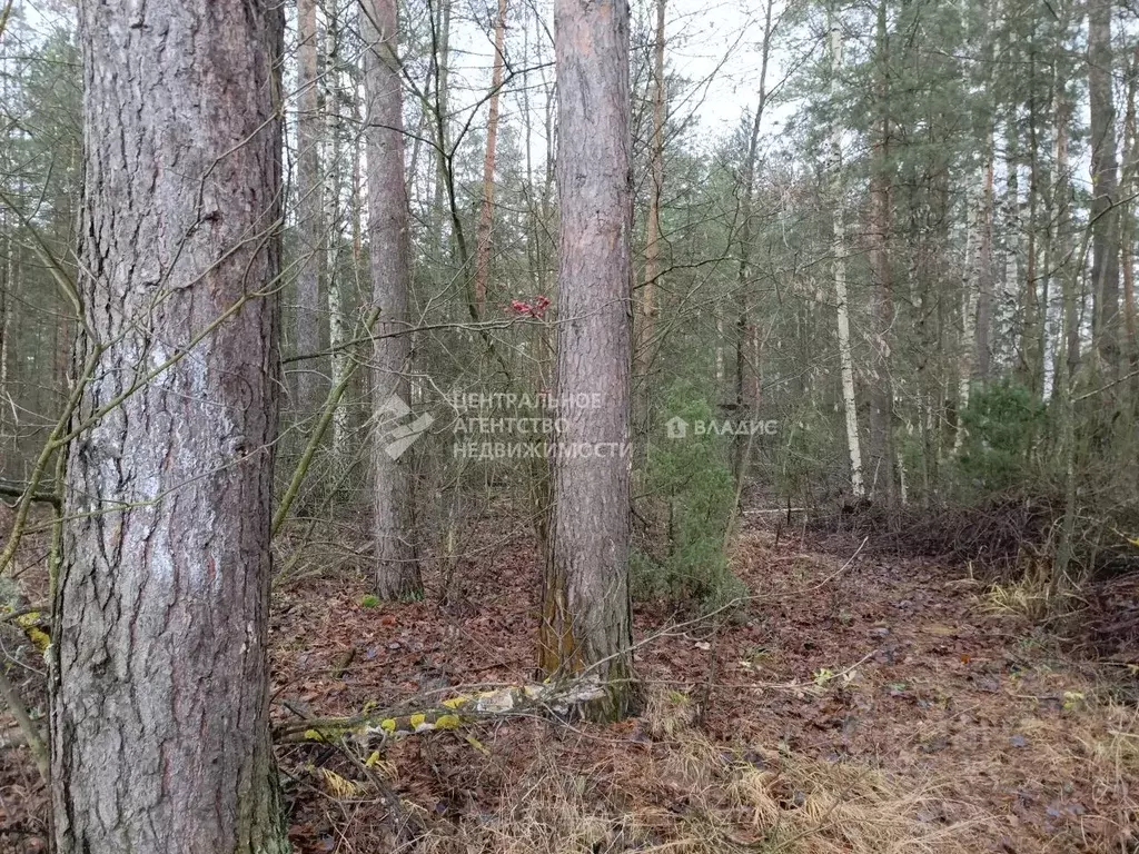 Участок в Рязанская область, Рязанский муниципальный округ, с. ... - Фото 2