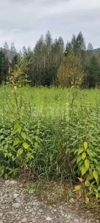 Участок в Алтай, Майминский район, Соузгинское с/пос, пос. Турбаза ... - Фото 2