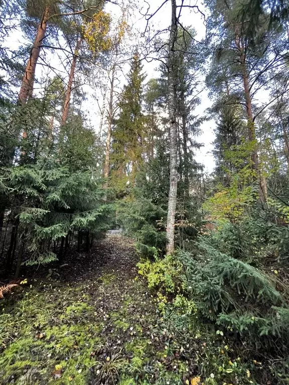 Участок в Ленинградская область, Всеволожск ул. Гоголя (34.0 сот.) - Фото 2