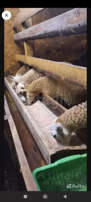 Участок в Псковская область, Струго-Красненский район, д. Замошье ... - Фото 1