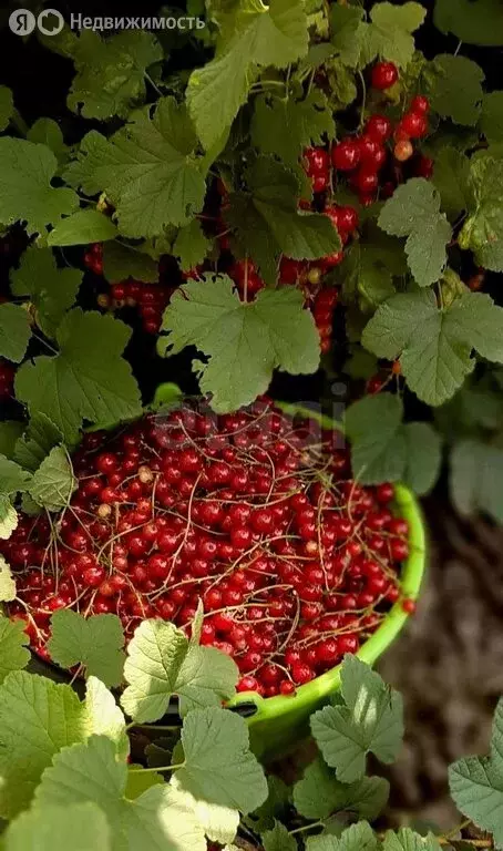 Дом в Читинский район, СНТ № 58 Озон, Берёзовая улица (30 м) - Фото 2