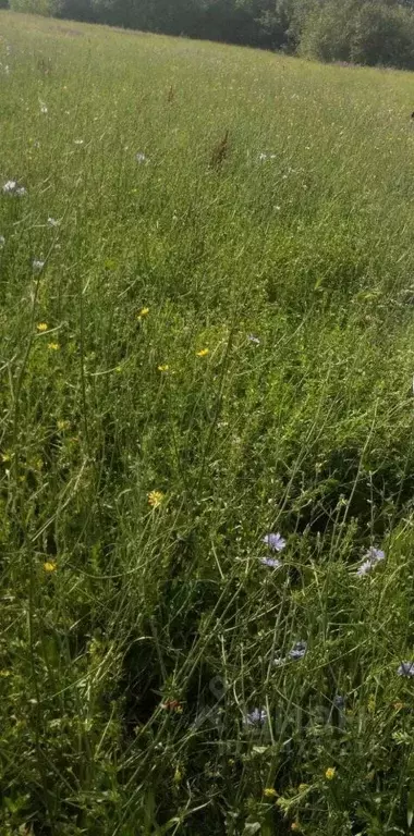 Участок в Волгоградская область, Дубовский район, Усть-Погожинское ... - Фото 2