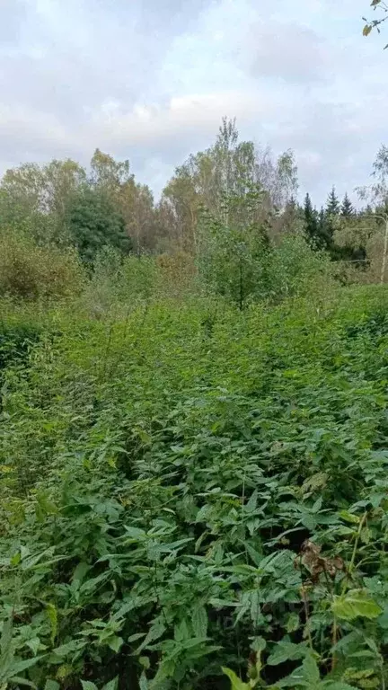 Участок в Московская область, Талдомский городской округ, Запрудня пгт ... - Фото 1