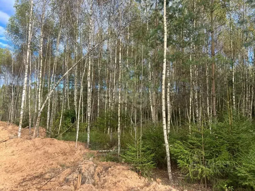 Участок в Тверская область, Конаковский муниципальный округ, Деревня ... - Фото 1