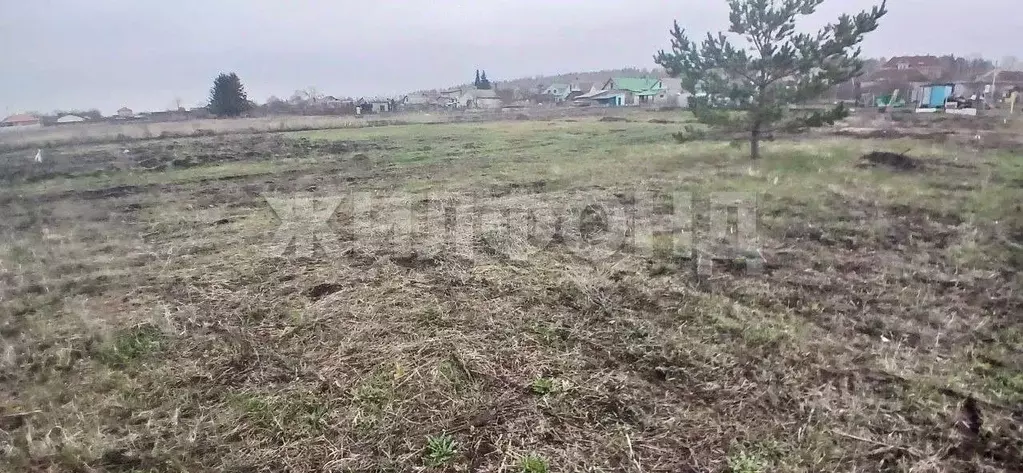 Участок в Воронежская область, Рамонский район, Новоживотинновское ... - Фото 0