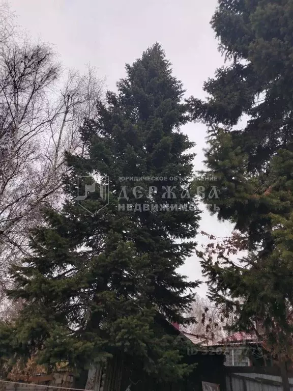 Дом в Кемеровская область, Кемерово ул. Игарская (38 м) - Фото 1