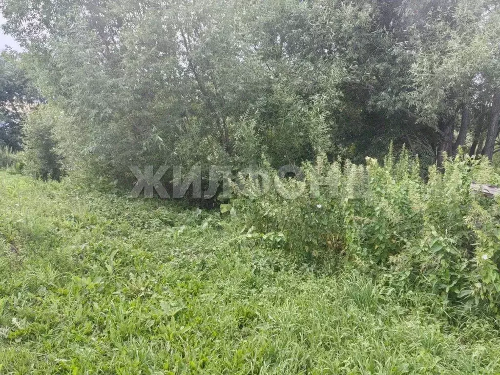 Участок в Новосибирская область, Новосибирский район, с. Криводановка ... - Фото 1