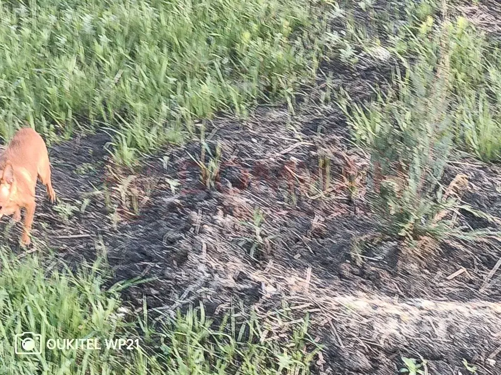 Участок в Ростовская область, Новочеркасск Запрудный пер., 3 (6.0 ... - Фото 2