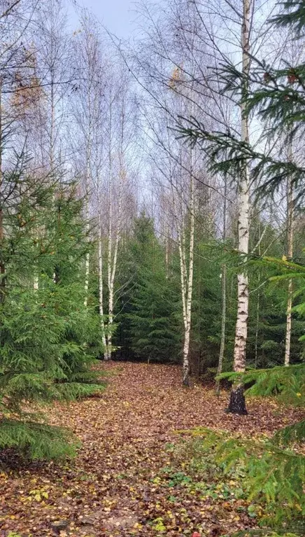 Участок в Ярославская область, Тутаевский муниципальный округ, ... - Фото 2