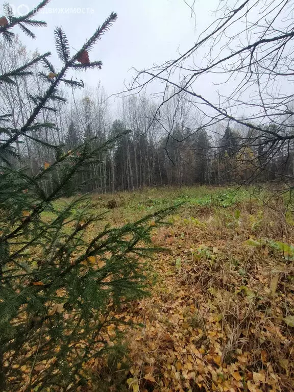 Участок в Кировская область, Орловское сельское поселение, деревня ... - Фото 2