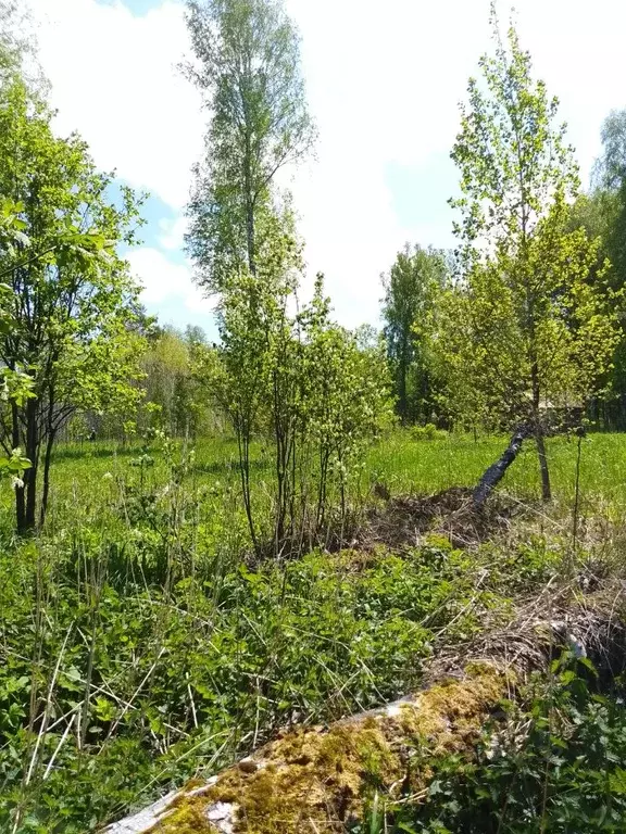Участок в Новосибирская область, Новосибирский район, Барышевский ... - Фото 2