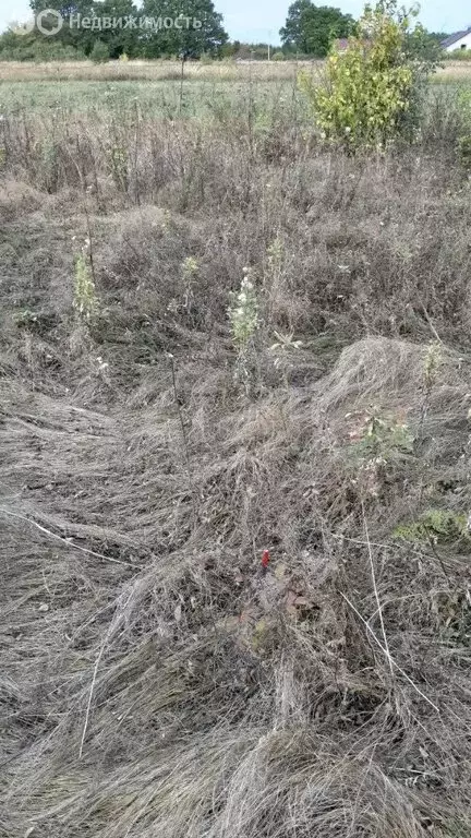 Участок в село Новая Усмань, Пионерская улица, 1А (8.35 м) - Фото 2