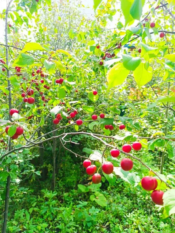 Дом в Челябинская область, Аргаяшский район, Акбашевское с/пос, ... - Фото 2