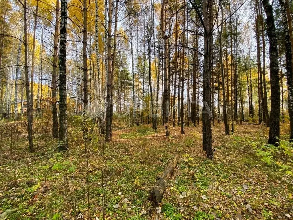 Участок в Тюменская область, Тюменский муниципальный округ, Боровский ... - Фото 2