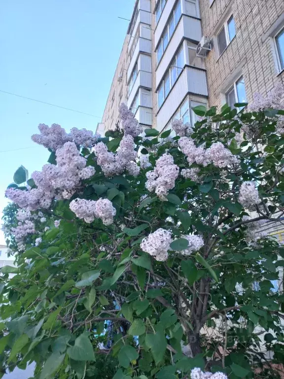 1-к кв. Саратовская область, Саратов Огородная ул., 36/42 (38.0 м) - Фото 0