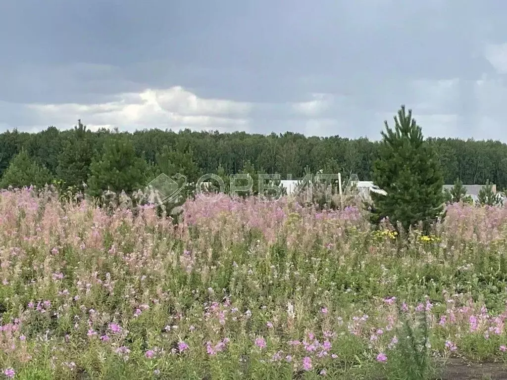 Участок в Тюменская область, Тюменский район, д. Елань 14 (6.5 сот.) - Фото 1