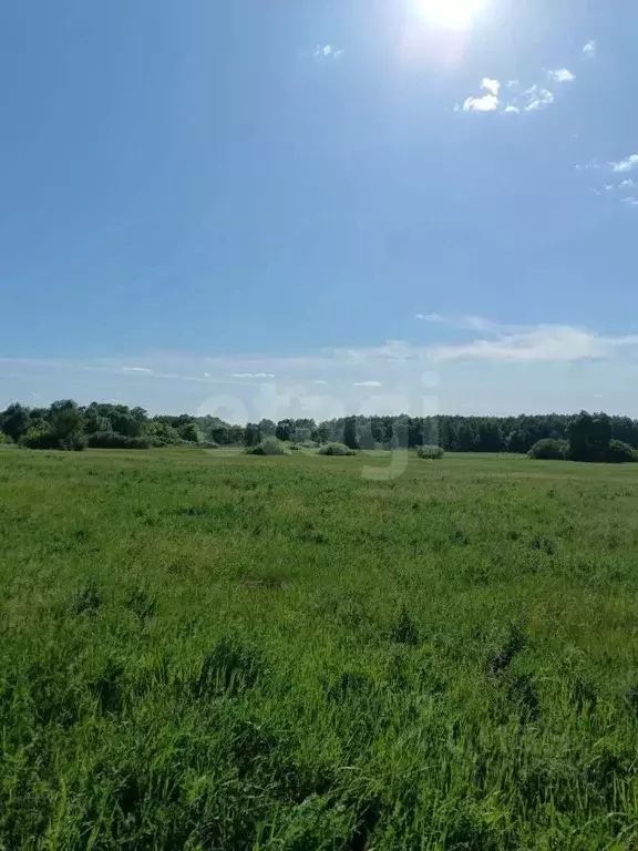 Участок в Воронежская область, Новоусманский район, с. Хреновое ул. ... - Фото 1