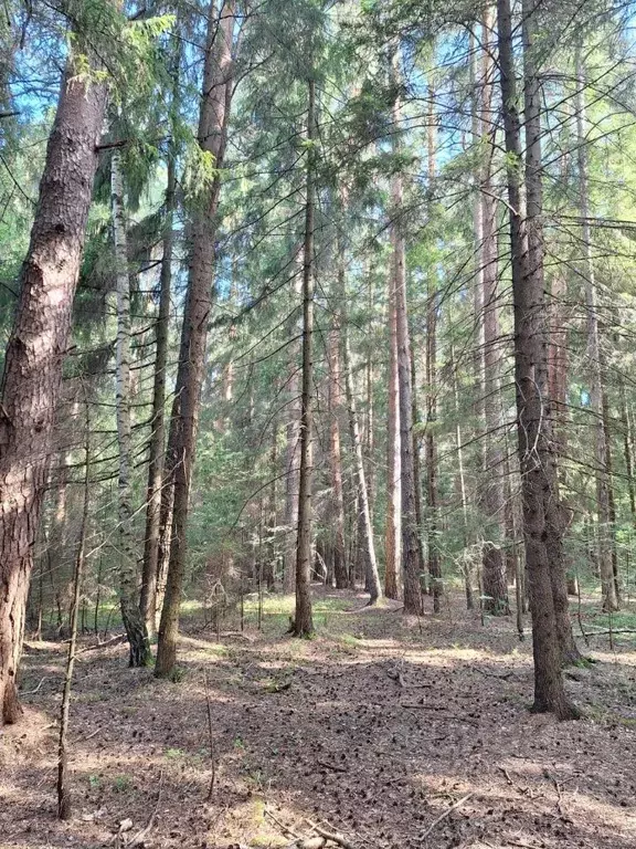 Участок в Тверская область, Кашинский городской округ, д. Соколово  ... - Фото 1