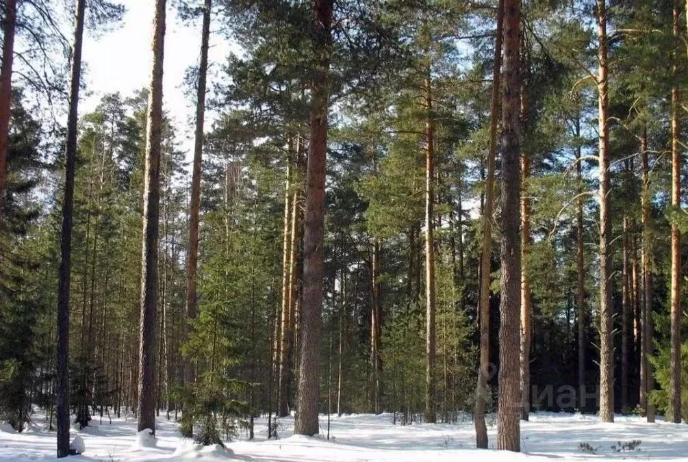 Участок в Московская область, Одинцовский городской округ, пос. ... - Фото 1