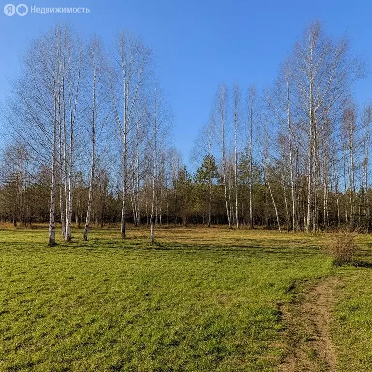 Участок в деревня Старая Руза, Берёзовая улица (30 м) - Фото 1